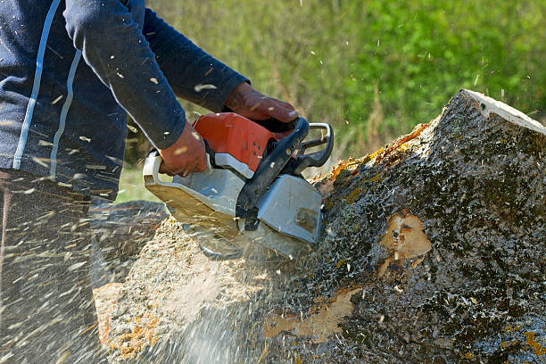 Best Emergency Tree Removal Services  in Muskegon Heights, MI